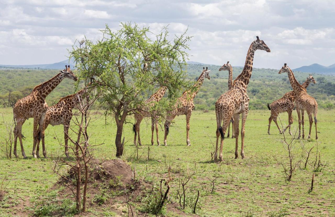 Ngorongoro Lodge Member Of Melia Collection Экстерьер фото