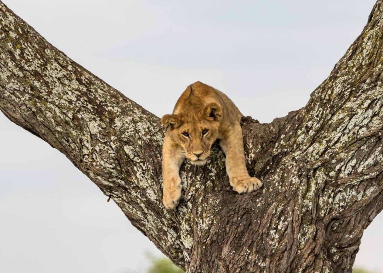 Ngorongoro Lodge Member Of Melia Collection Экстерьер фото