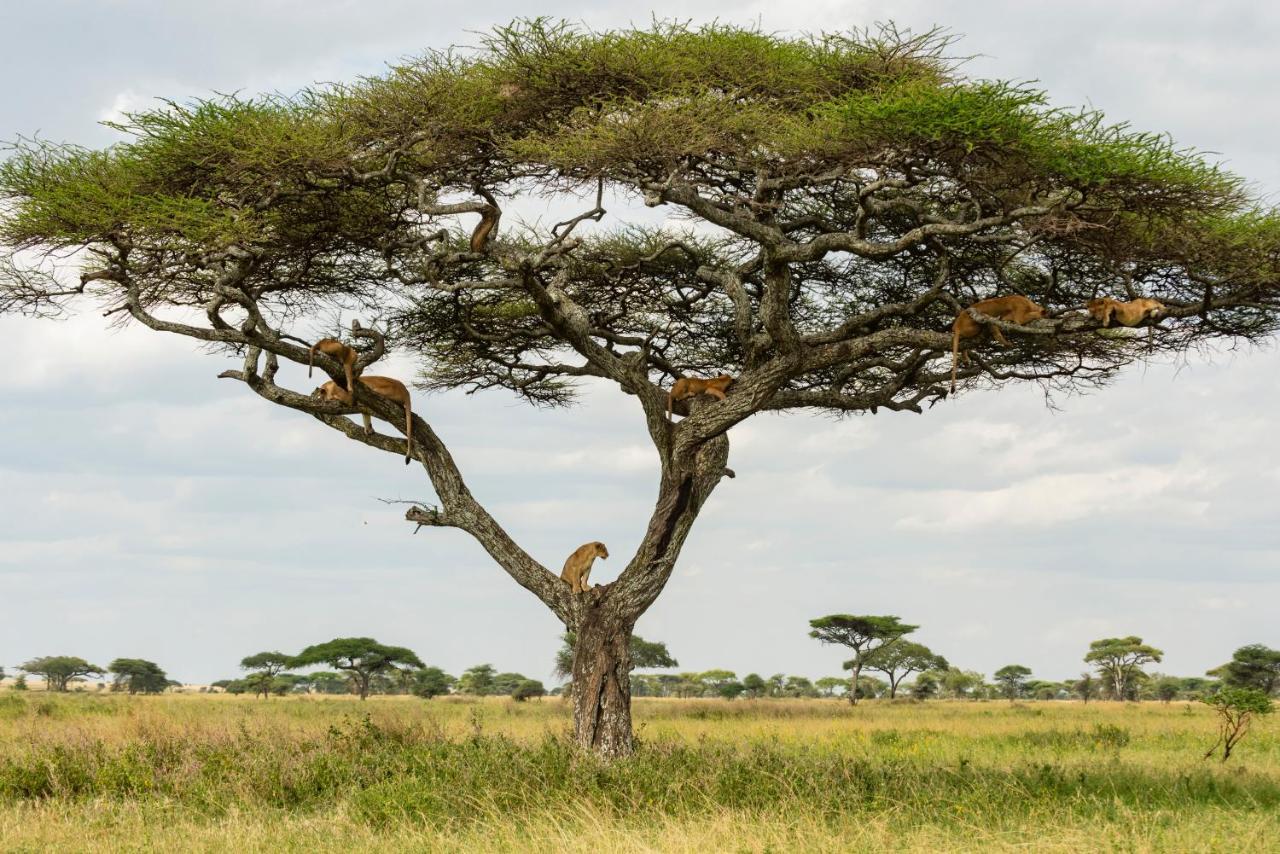 Ngorongoro Lodge Member Of Melia Collection - The Leading Hotels Of The World Экстерьер фото