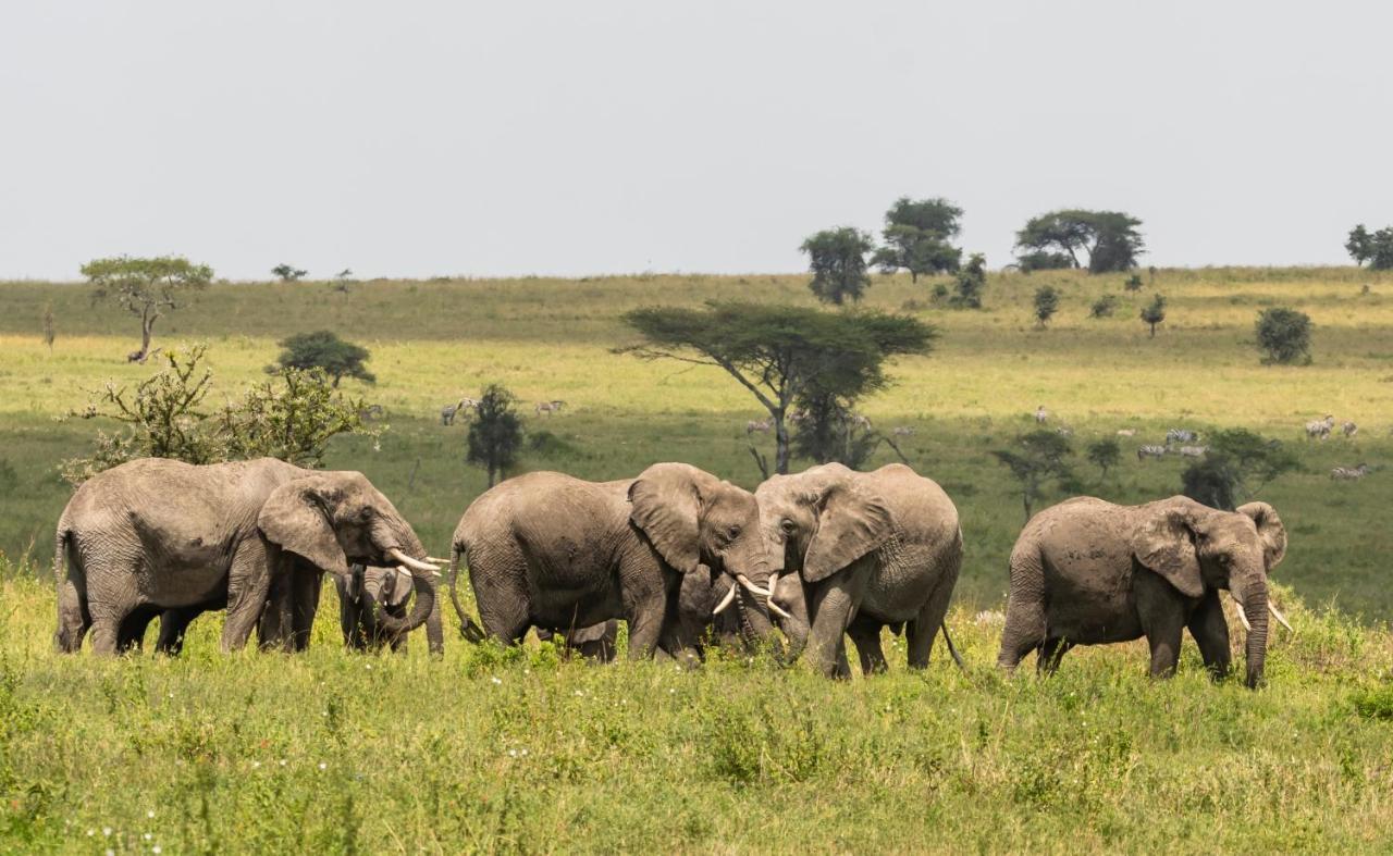 Ngorongoro Lodge Member Of Melia Collection Экстерьер фото