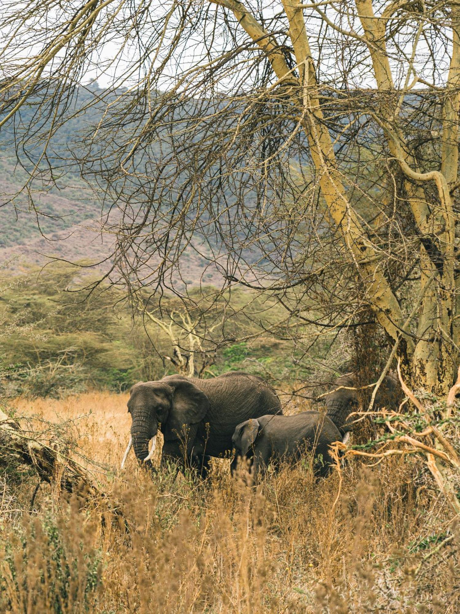 Ngorongoro Lodge Member Of Melia Collection - The Leading Hotels Of The World Экстерьер фото