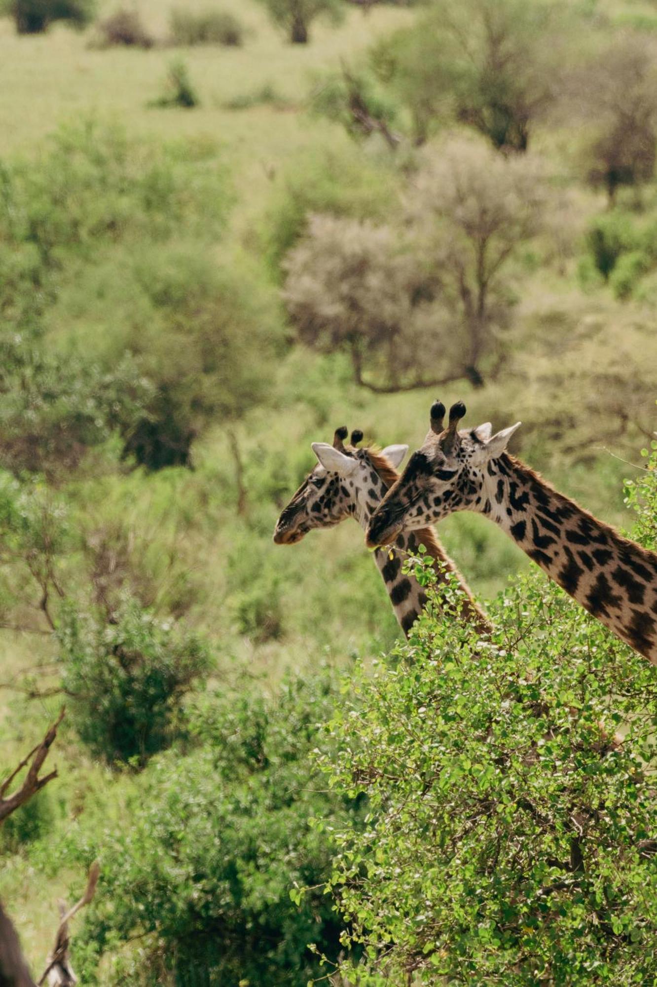 Ngorongoro Lodge Member Of Melia Collection - The Leading Hotels Of The World Экстерьер фото